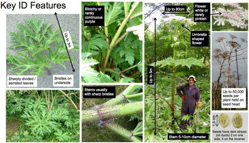 Giant Hogweed identification guide
